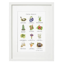 Load image into Gallery viewer, 'Plantae Sexualis' Print Lucy Hughes Creations